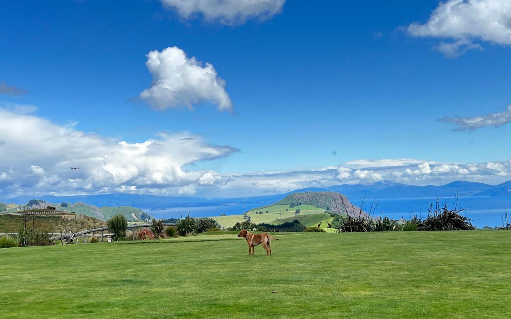 Hilltop Whakaipo Estate Lago Lago Taupo Esterno foto