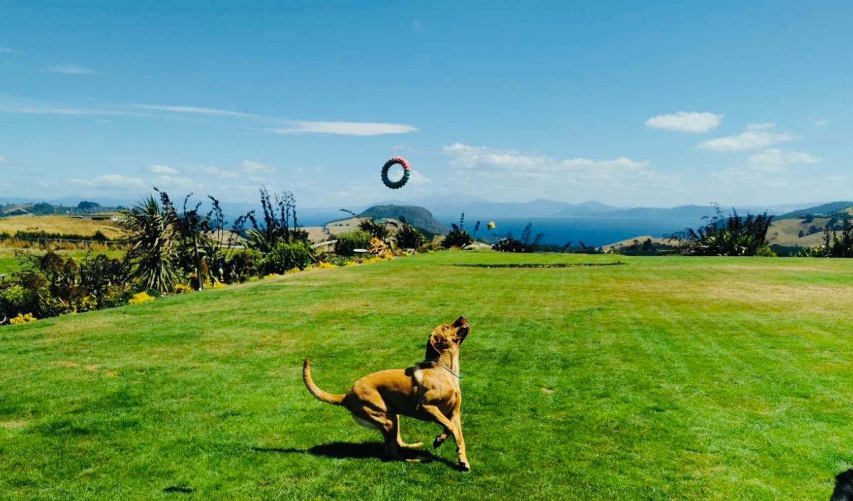 Hilltop Whakaipo Estate Lago Lago Taupo Esterno foto
