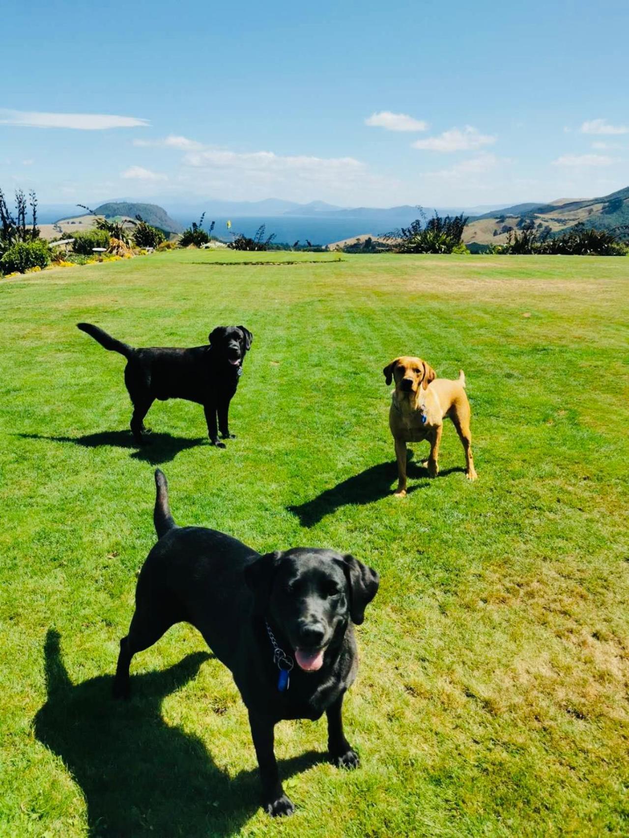 Hilltop Whakaipo Estate Lago Lago Taupo Esterno foto